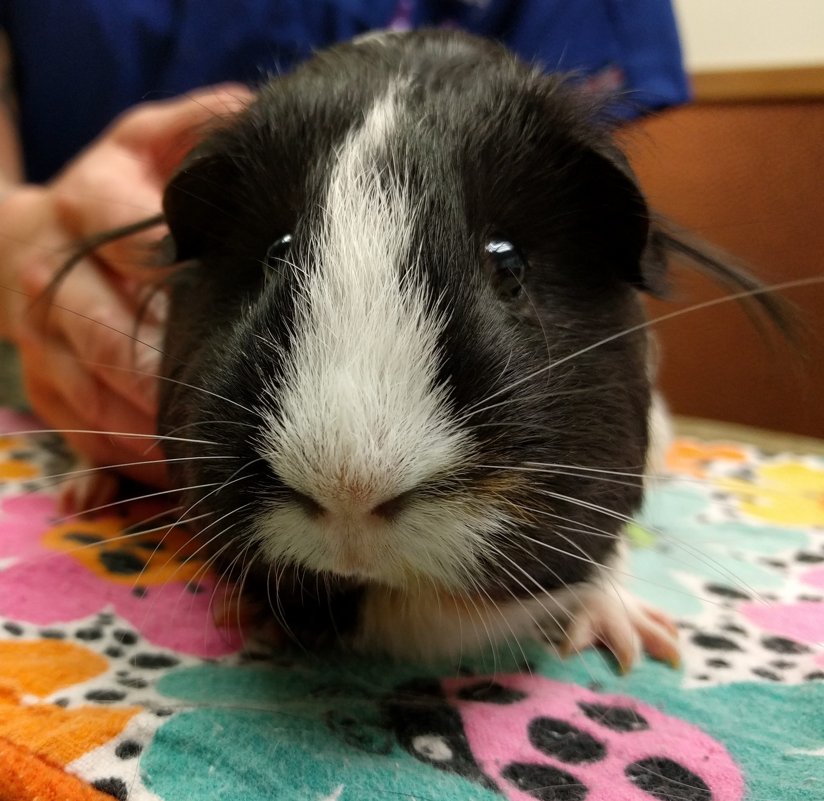 Birth of guinea pig 