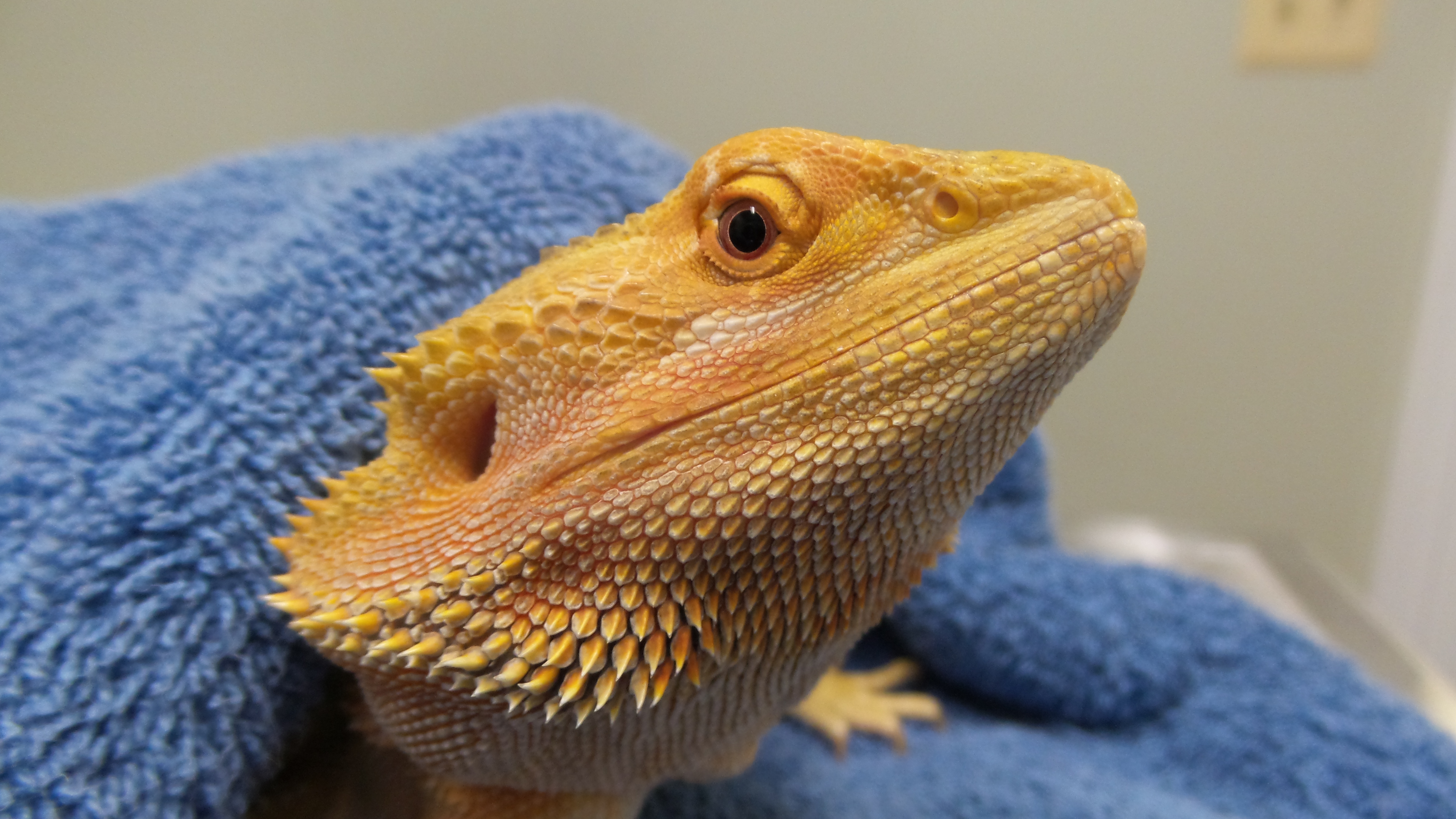 Bearded Dragon Husbandry and Preventative Healthcare - Stahl Exotic Animal  Veterinary Services