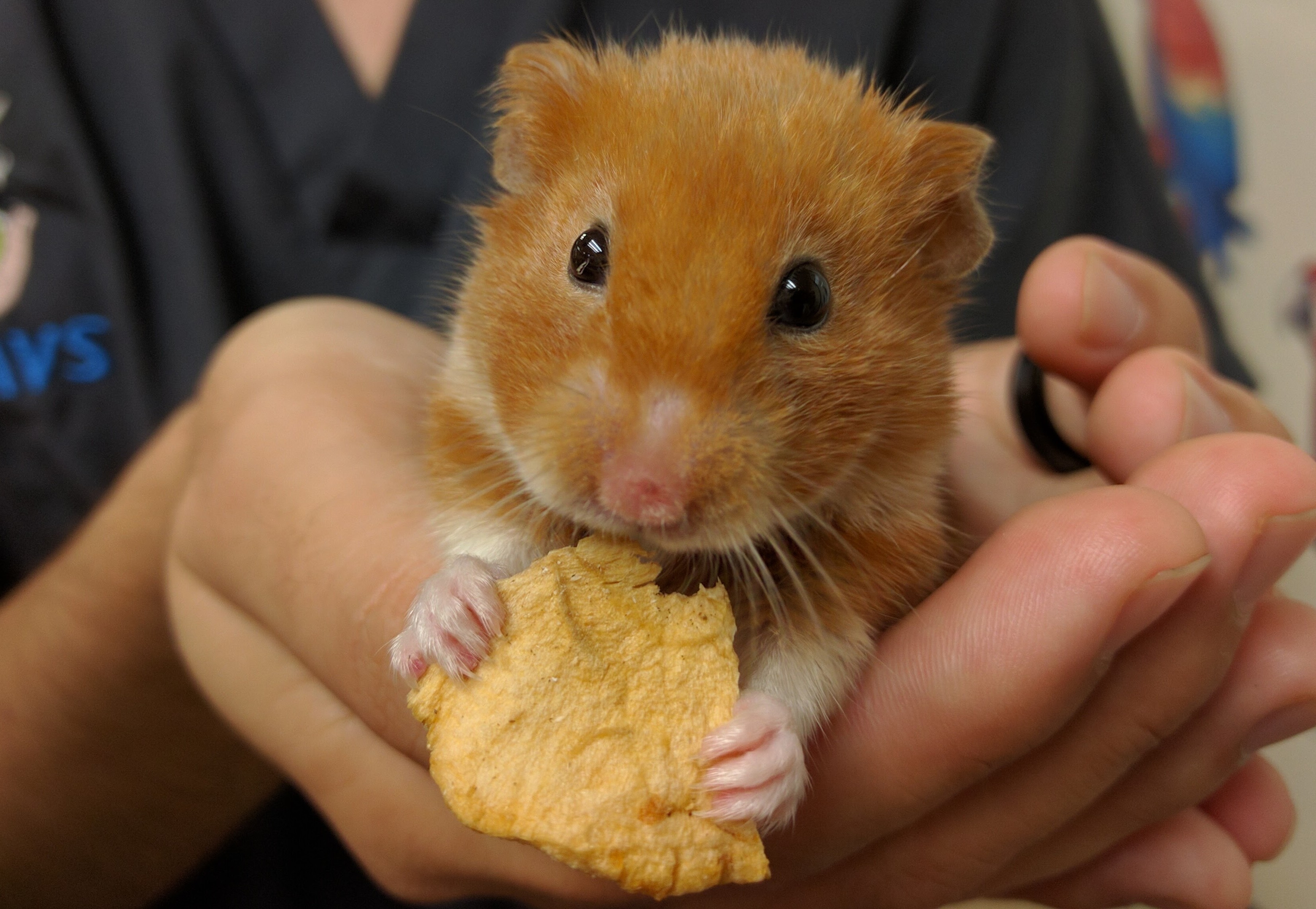 Husbandry and Medical Care of Hamsters - Veterinary Partner - VIN