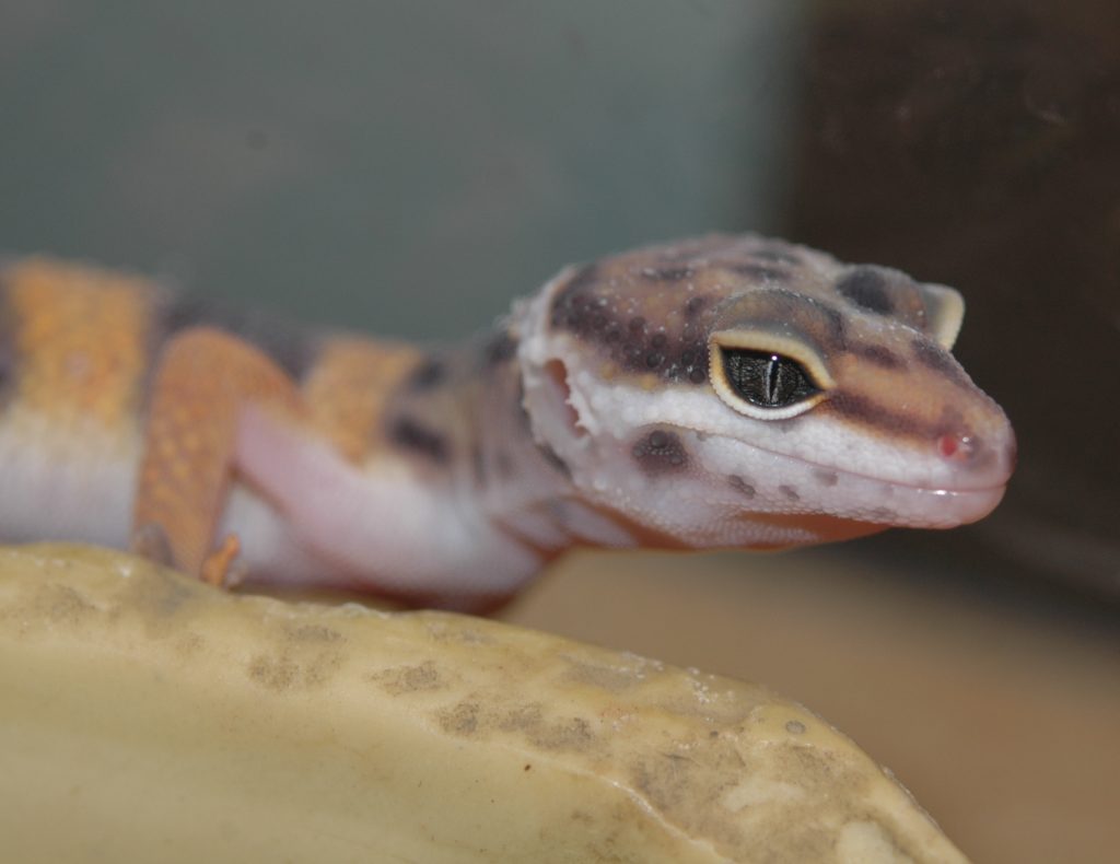 leopardgeckocare1 Stahl Exotic Animal Veterinary Services