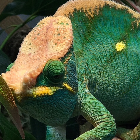 Chameleon Husbandry And Preventative