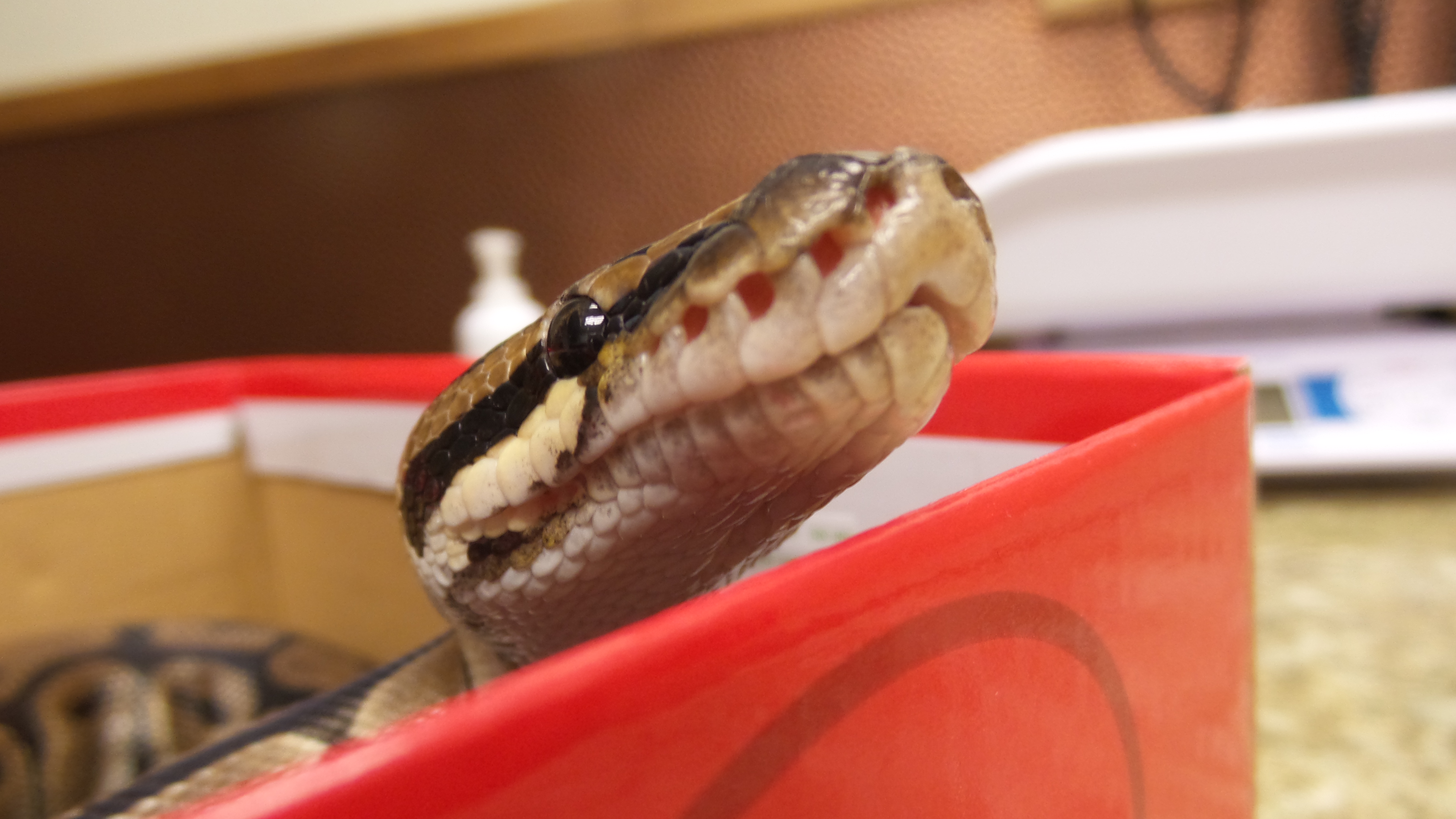 Save the Drama for your … Snake? – The most dramatic snake - Veterinary  Medicine at Illinois