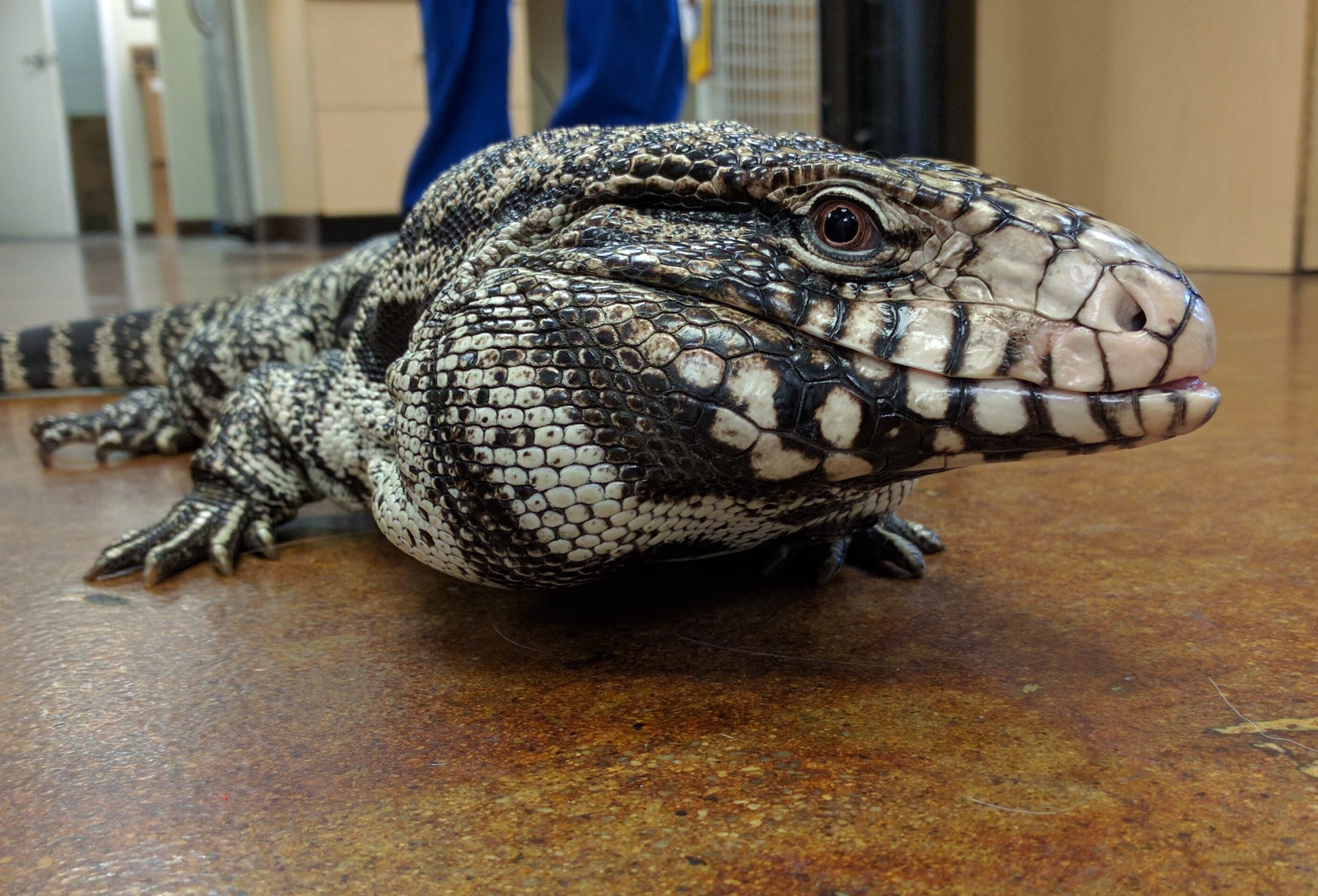 Tegu